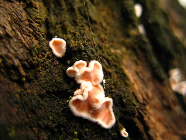 菌类木耳苔藓图片