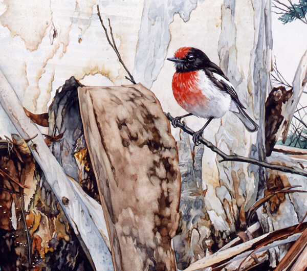 澳大利亚百种鸟类手绘