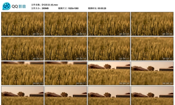 麦穗水稻农田高清实拍视频素材
