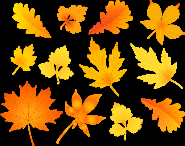 各种橙色叶子插画免抠png透明图层素材