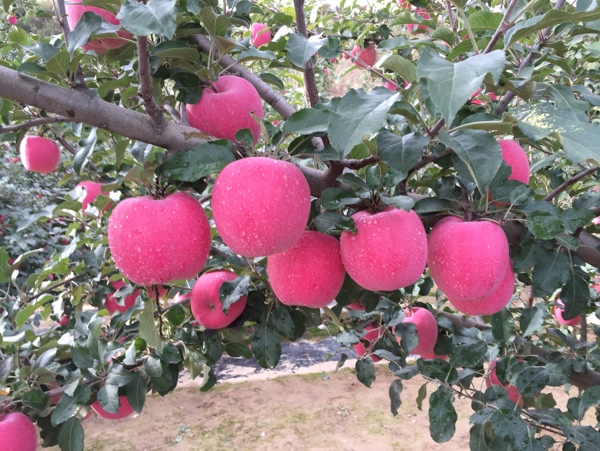 静宁苹果果园苹果树红苹果