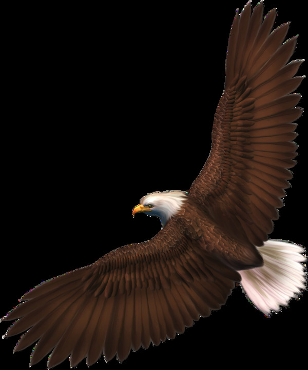棕色羽毛飞翔的老鹰图片免抠png透明素材