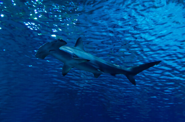 海底鲨鱼和小鱼图片