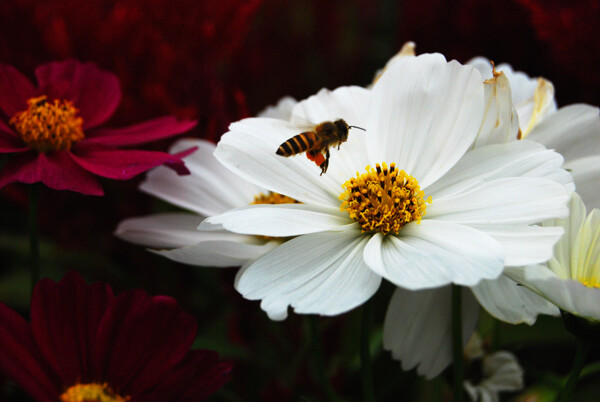 蜜蜂采花图