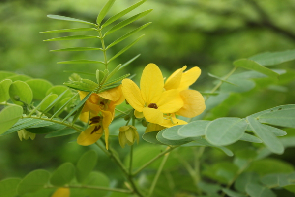 黄槐花图片