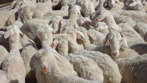 伊犁河谷羊群图片