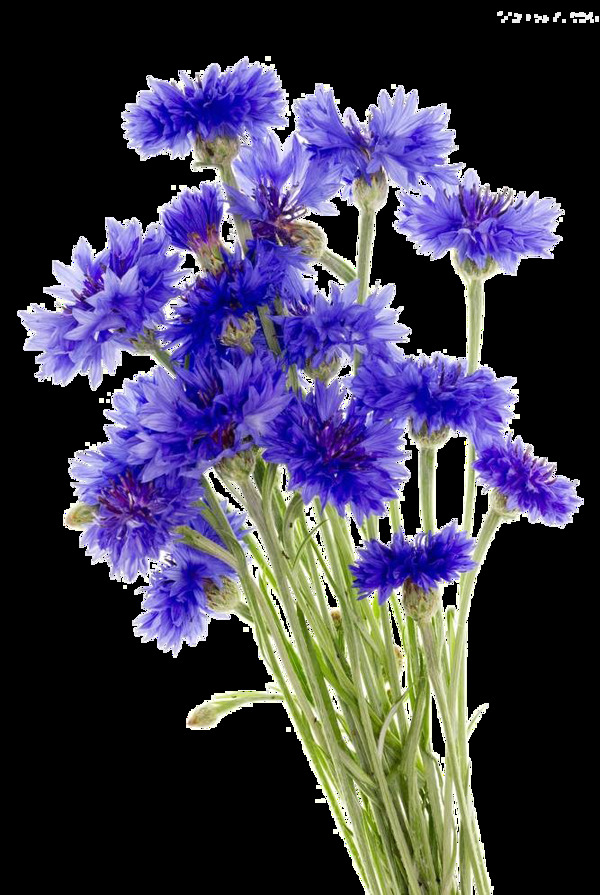 神秘风格紫色花朵花束实物元素