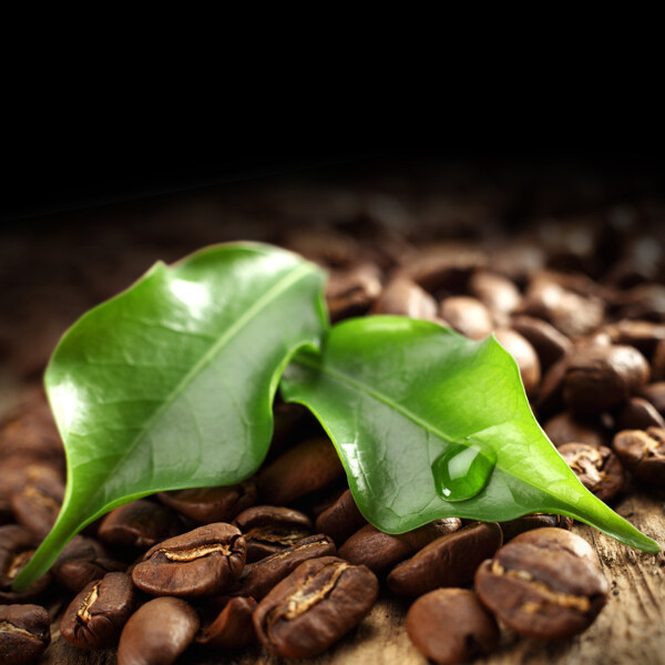 咖啡豆和叶子