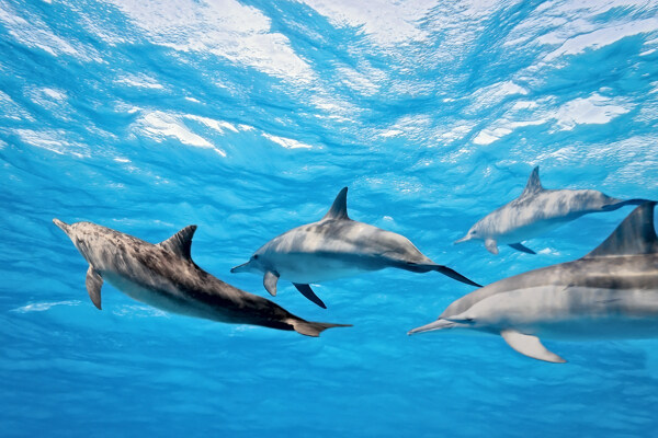海底的海豚摄影图片