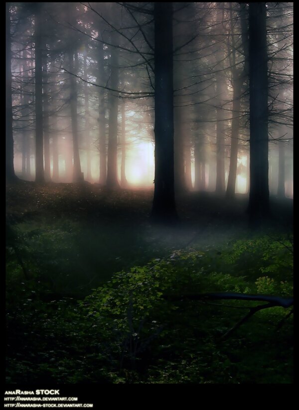 清晨森林高清图片
