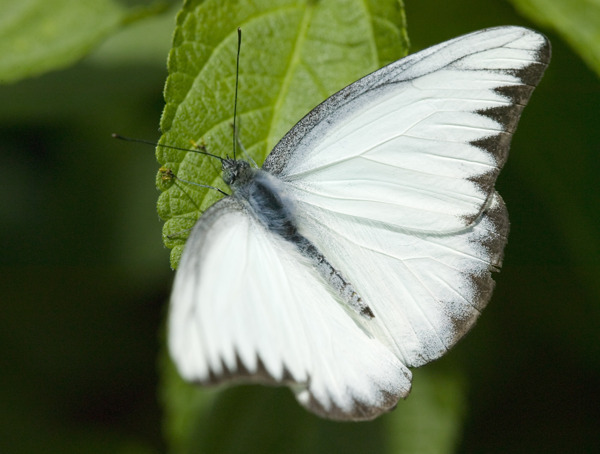 白色的蝴蝶图片