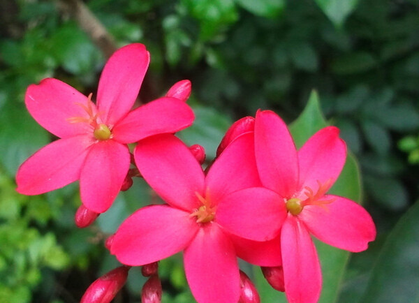 位图植物摄影花卉花朵免费素材