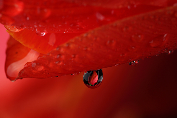 水滴与花瓣图片