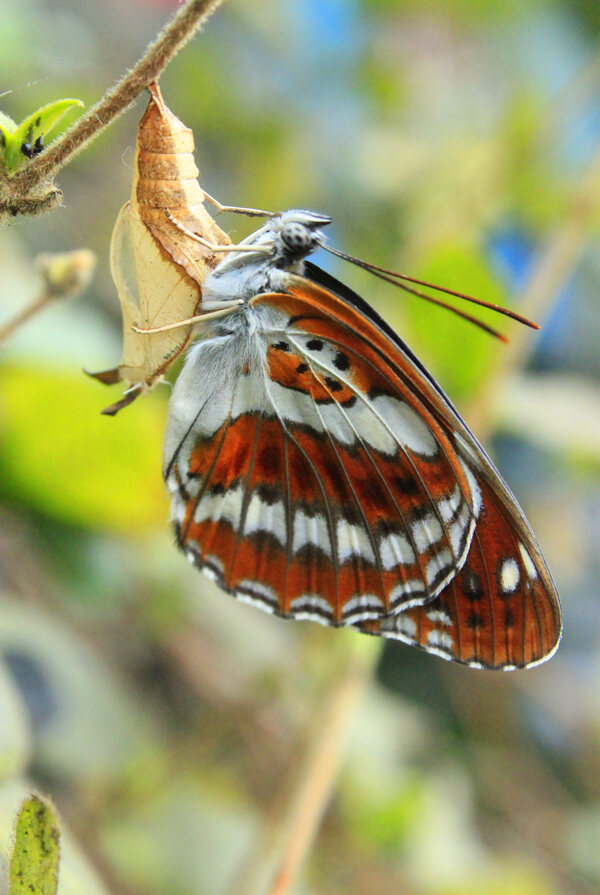 化蝶的蛹图片
