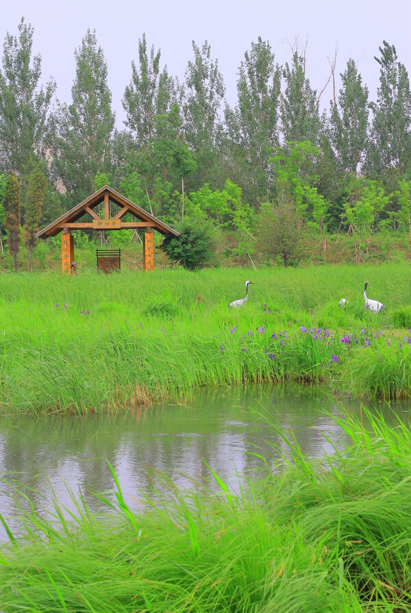 植物园湿地图片