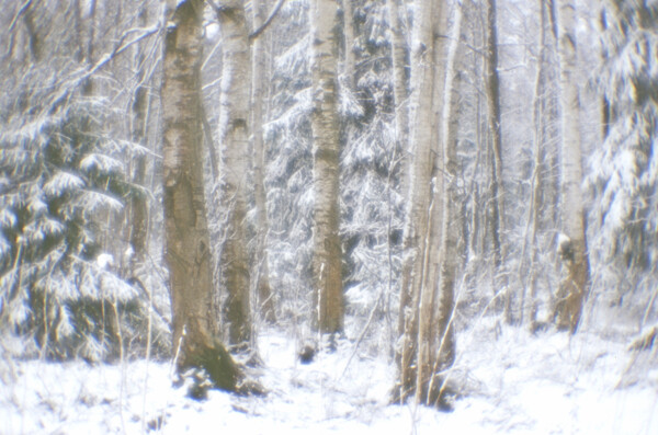 美丽树林雪景图片