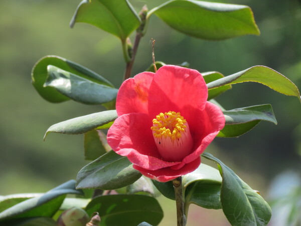 茶花图片