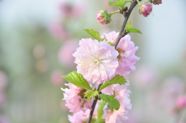 花朵图片