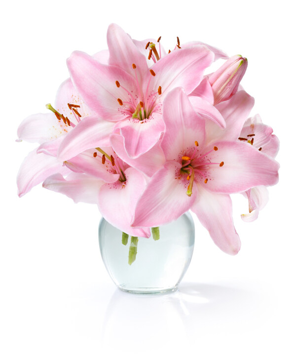 插在花瓶的粉色百合花