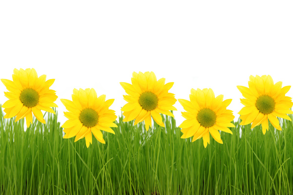 绿色草地上的黄色花图片