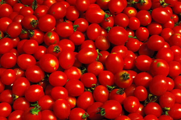 新鲜西红柿摄影图片