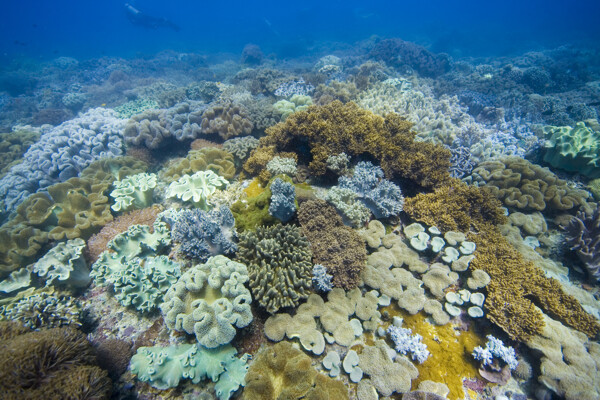 多彩的珊瑚礁图片