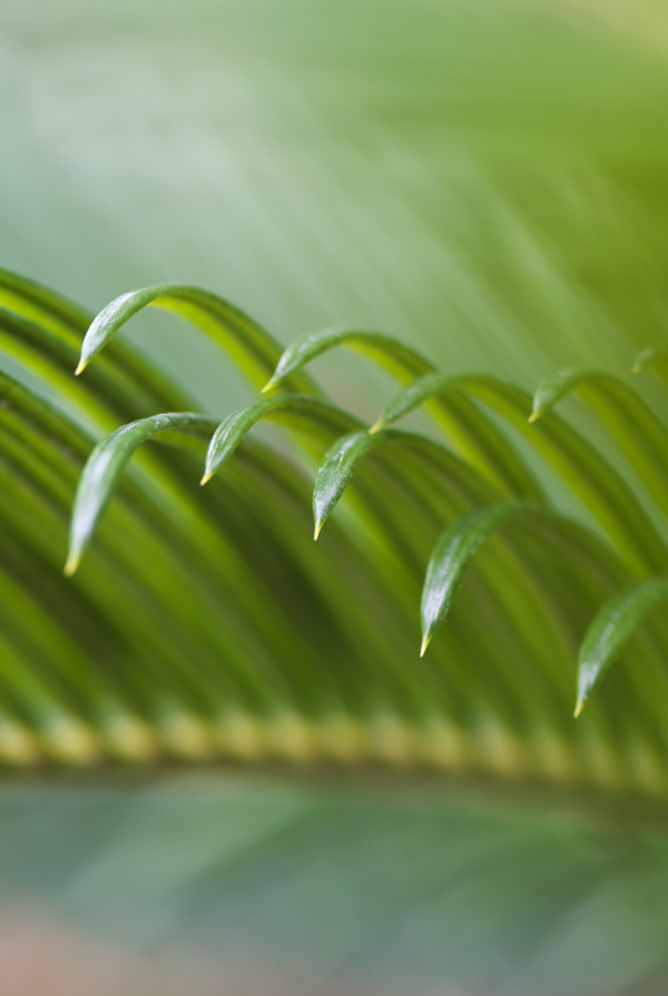 植物上露珠图片