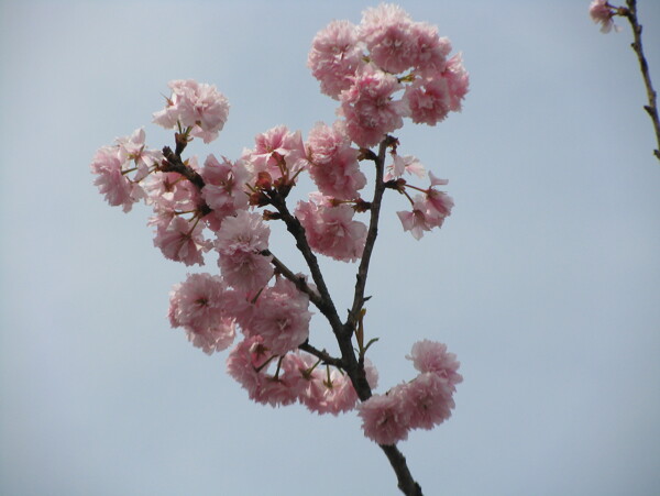一枝樱花图片