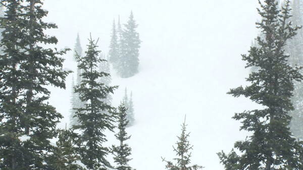 在暴风雪中的2只股票视频山的松树视频免费下载