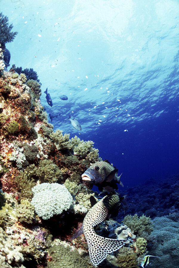 全球首席大百科深海生物鱼珊瑚海底