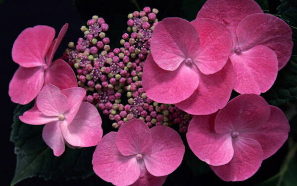 位图植物图案写实花卉花朵蝴蝶兰免费素材