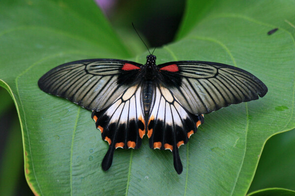 黑蝴蝶高清图片