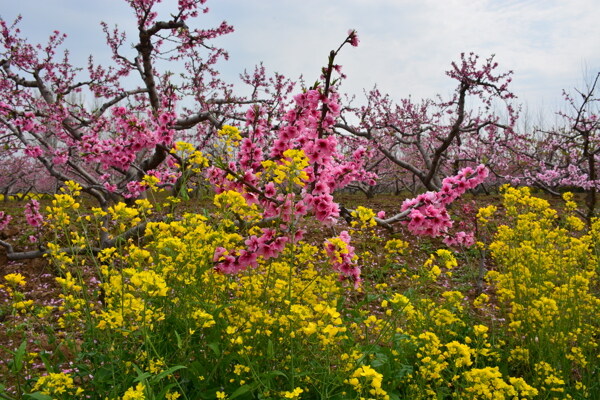 阳春三月桃花朵朵开