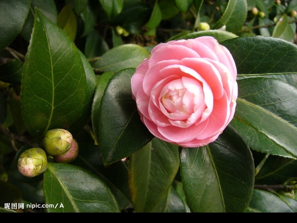 山茶花图片