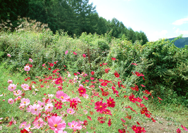 田园小花