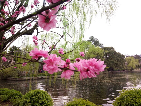 西湖风景