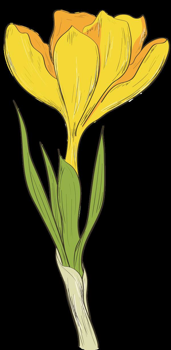 手绘一朵黄色花透明花朵素材