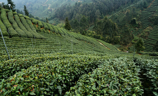 茶山茶园