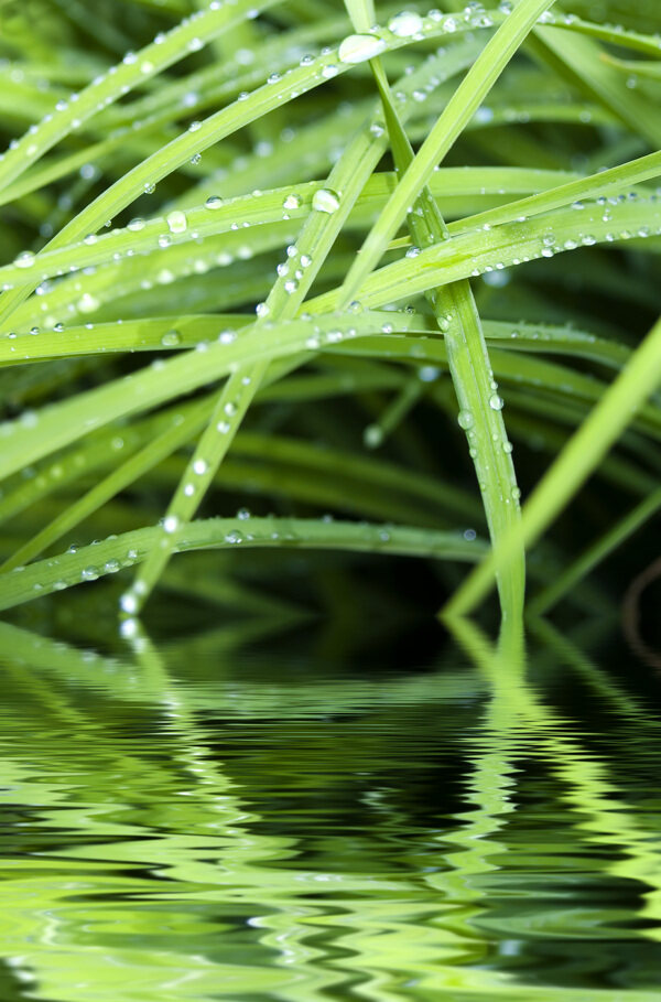 绿湖和草露水