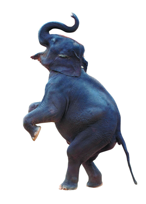 双脚站立的大象