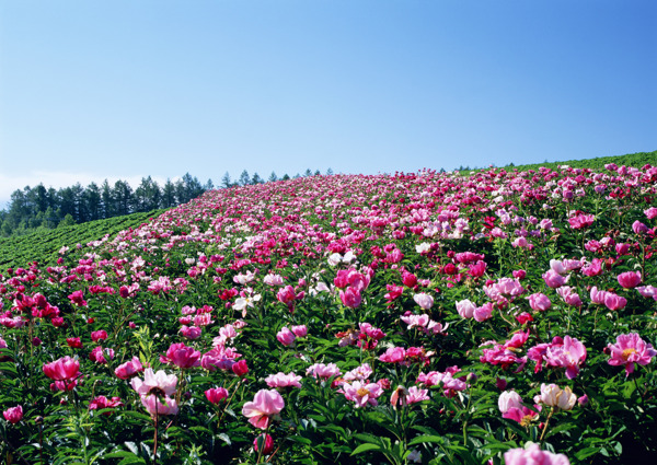 茶花图片