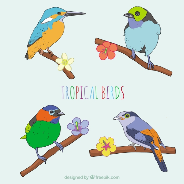 手工绘制的热带鸟类