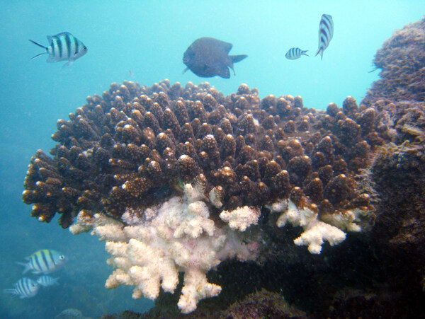 海洋生物