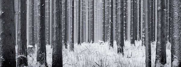 树林冬季雪景背景banner