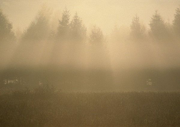 树林花草阳光晨雾