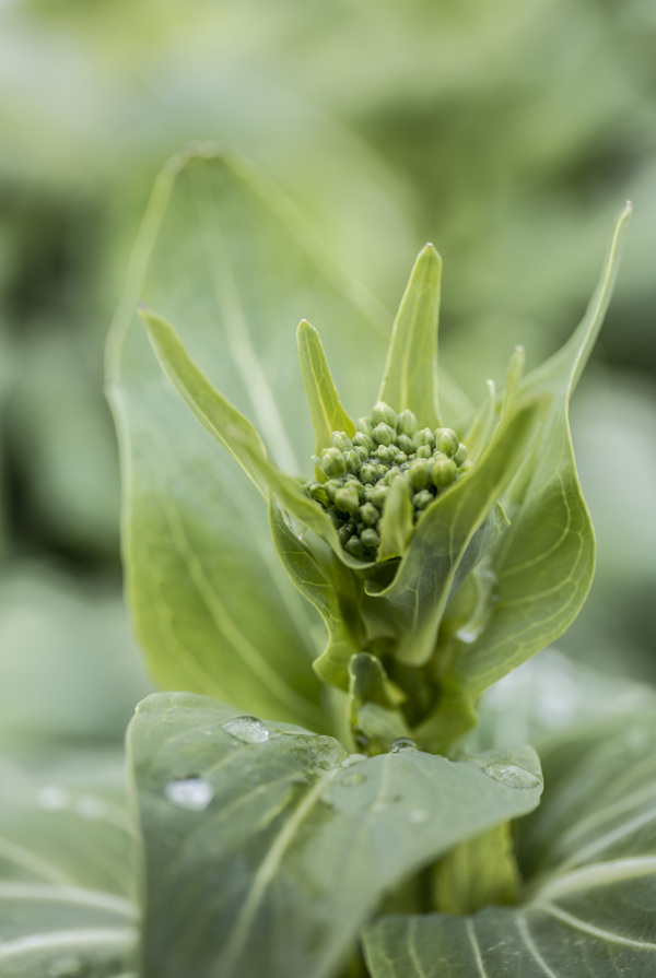 油菜花