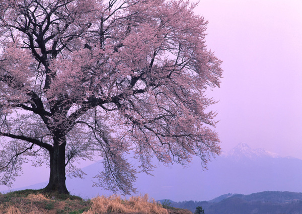 春暖花开花