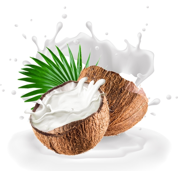 椰子椰子素材图片