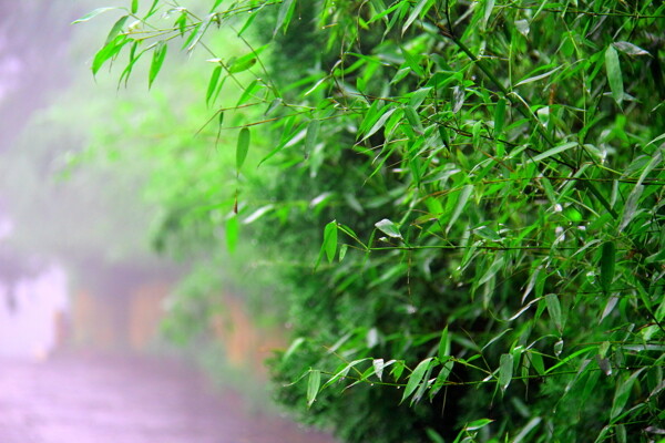 雨后翠竹图片