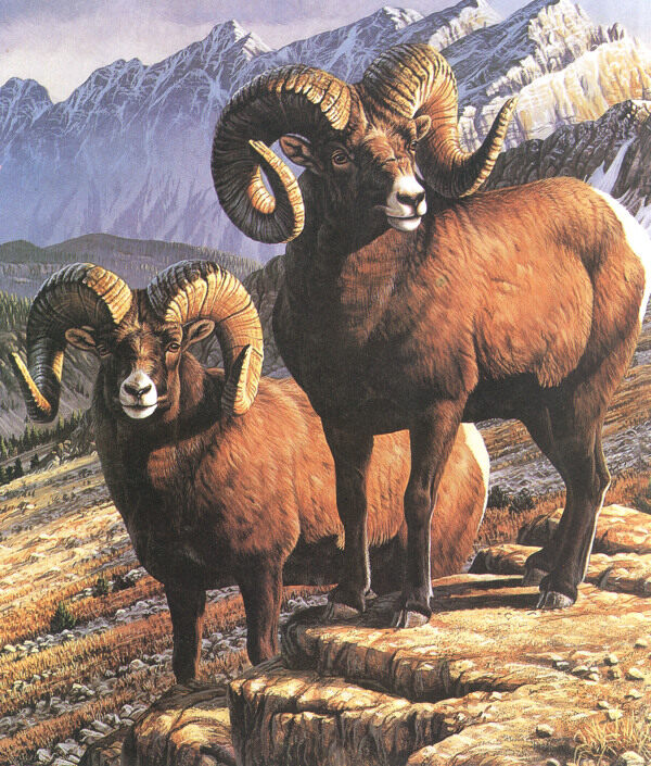羊年油画图片